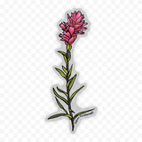 Indian Paintbrush Wildflower Sticker 5.5"