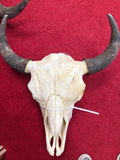 Buffalo Skulls